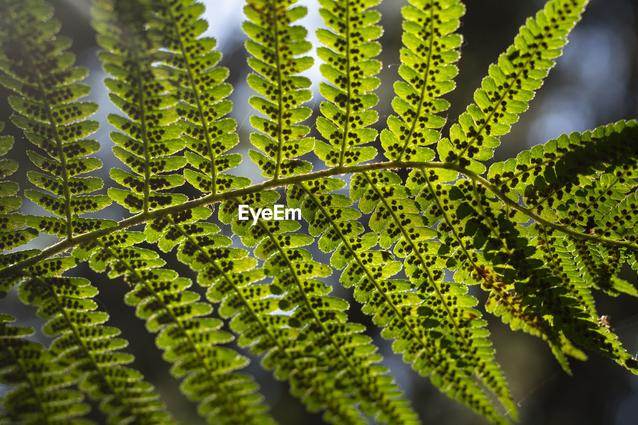 Green fern. plant details. leaves with spores. fern in forest.