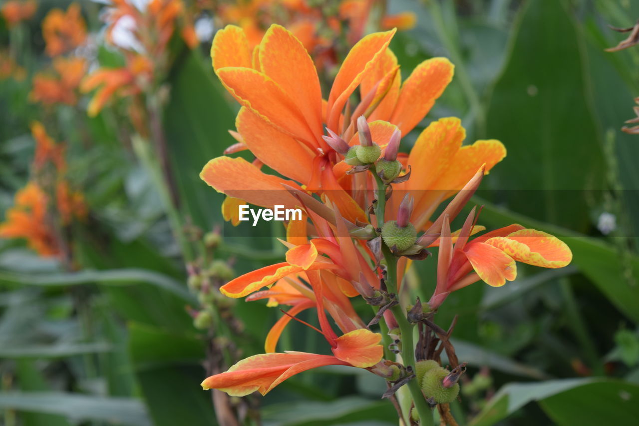 CLOSE-UP OF ORANGE LILY OF PLANT