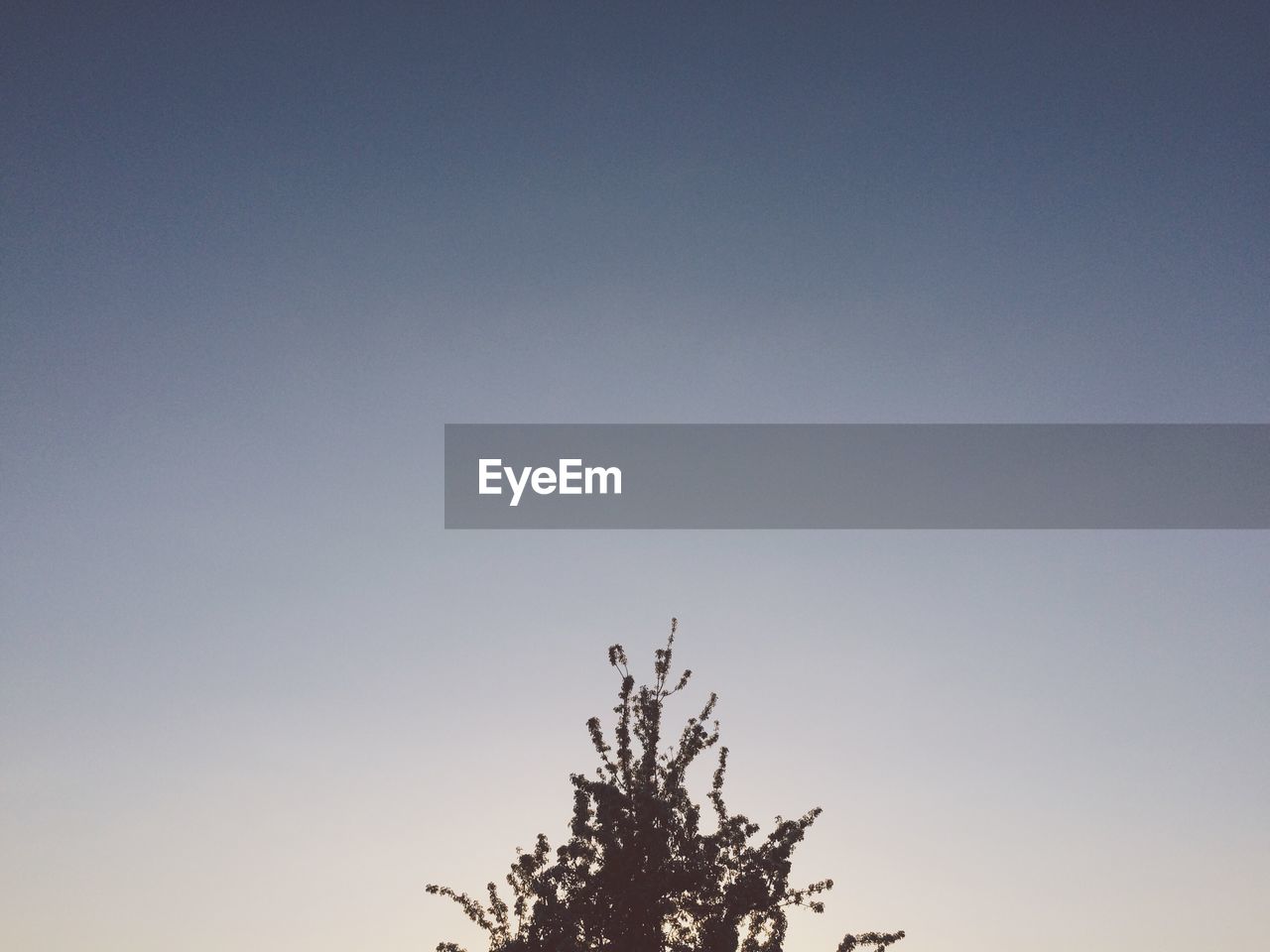 Silhouette tree against clear sky at dusk