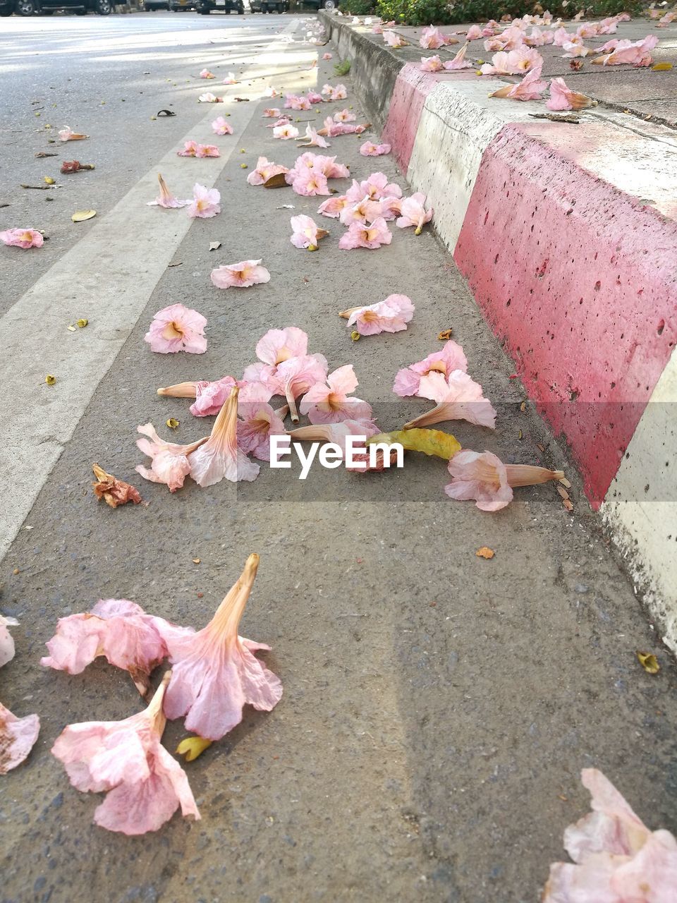 HIGH ANGLE VIEW OF CHERRY BLOSSOM DURING AUTUMN