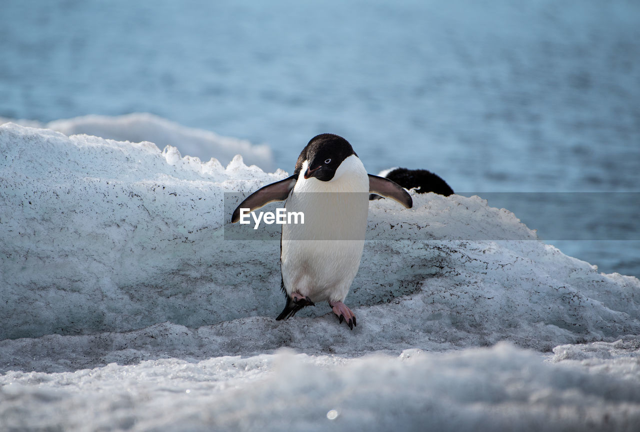 Close-up of penguin