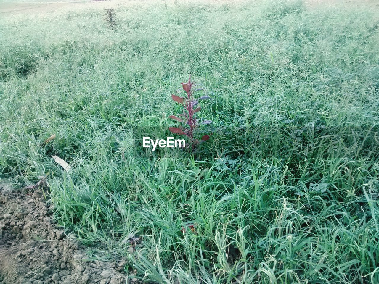 CLOSE-UP OF GRASS ON FIELD