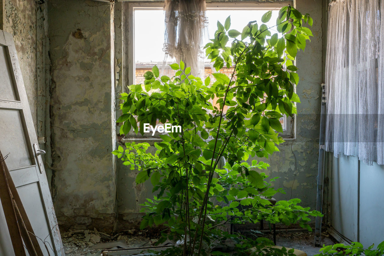 plant, architecture, window, house, building, growth, green, nature, door, built structure, wall, entrance, indoors, no people, cottage, home, day, garden, leaf, plant part, residential district, yard, home interior, wall - building feature, courtyard, backyard, creeper plant, abandoned, ivy
