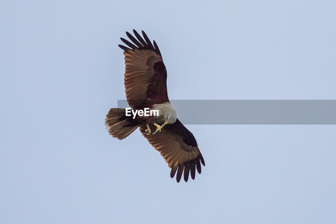 LOW ANGLE VIEW OF EAGLE FLYING