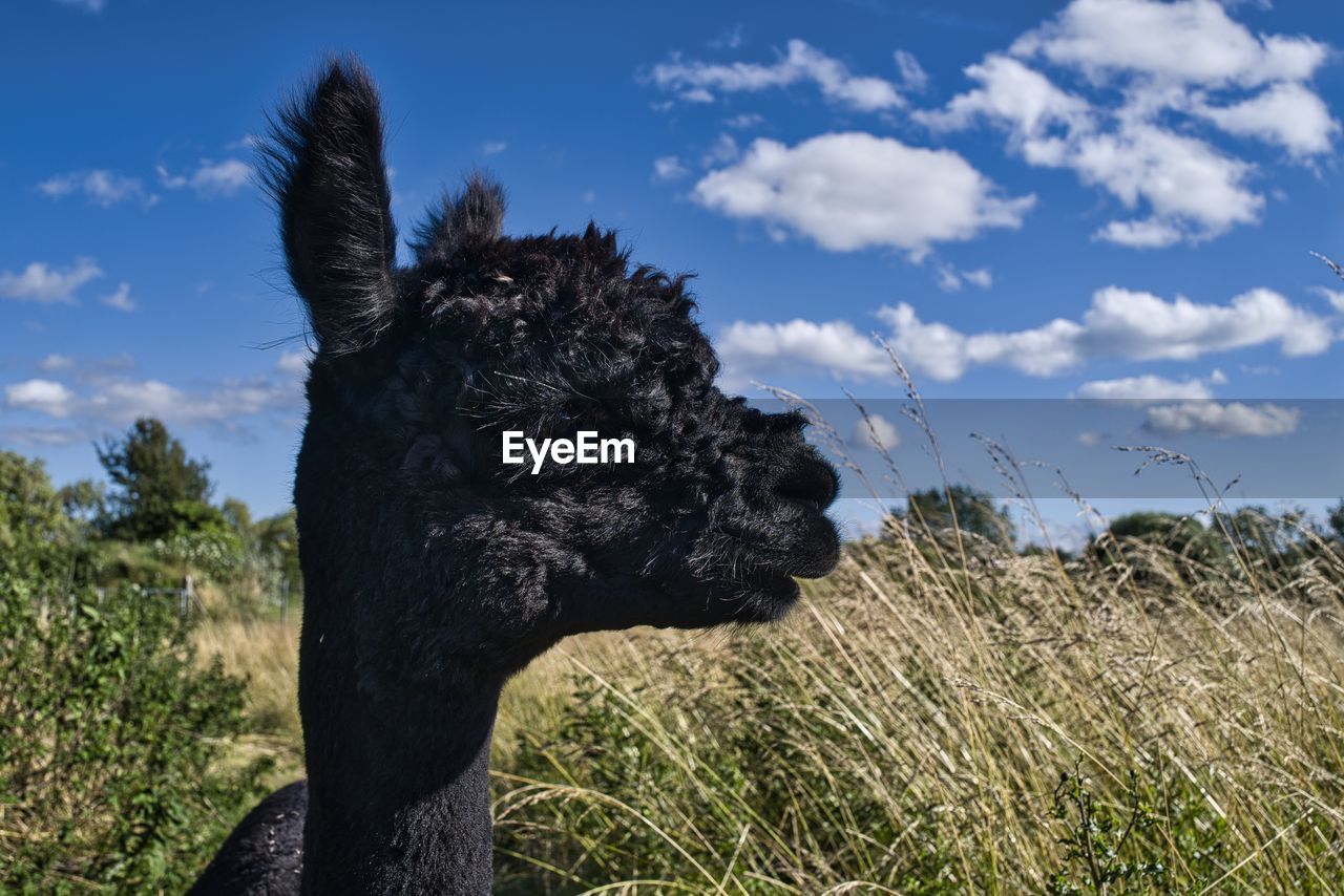 Close-up of a alpaca on field