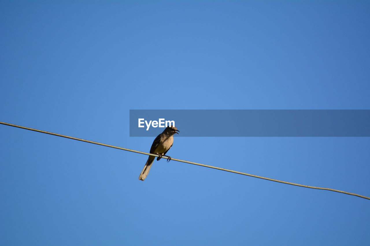 LOW ANGLE VIEW OF BIRD PERCHING ON CABLE AGAINST SKY