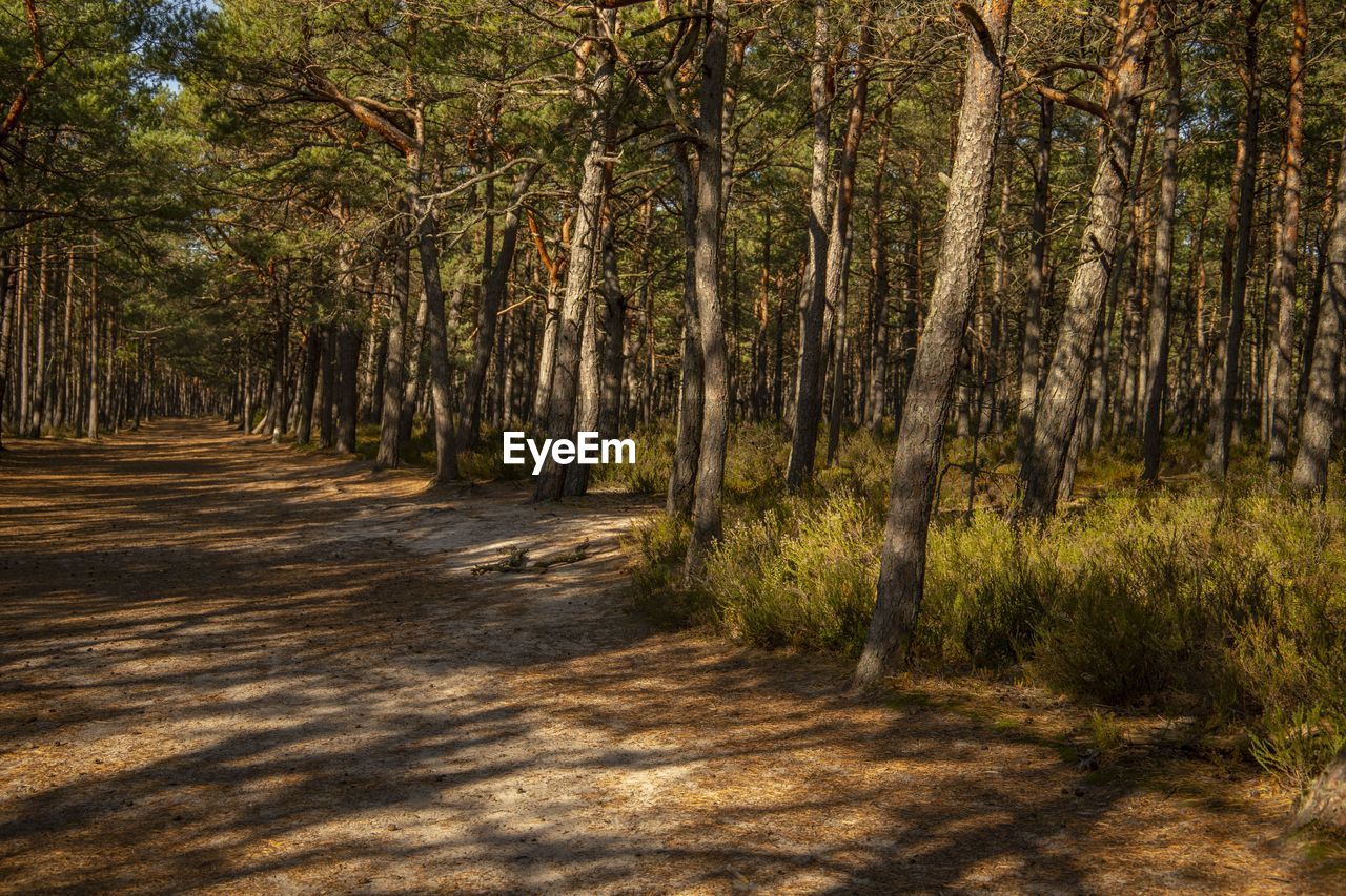 Pine trees in forest