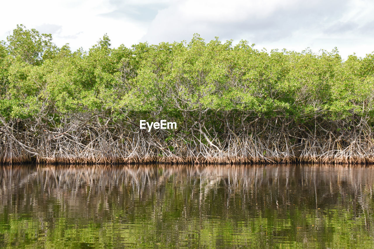 Everglade national Park, in Florida, United States Plant Water Tree Green Color Beauty In Nature Growth Tranquility Scenics - Nature Sky Lake Nature Tranquil Scene Day Reflection No People Waterfront Cloud - Sky Outdoors Land Everglades  Everglades National Park Florida Horizon Horizontal River Coast Coastline Mangrove Mangrove Forest Tree Roots Reflection USA Beauty In Nature Scenics