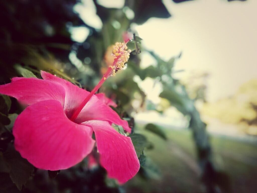 Close-up of hibiscus blooming in park