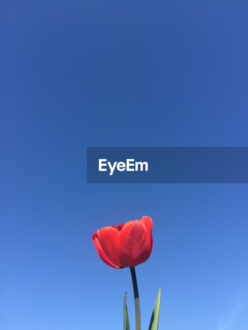 Red poppy blooming against clear blue sky