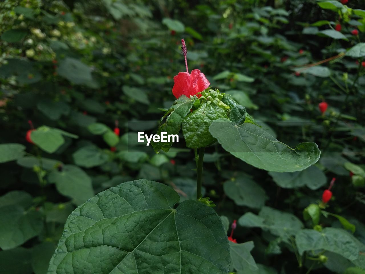 Close-up of red flower