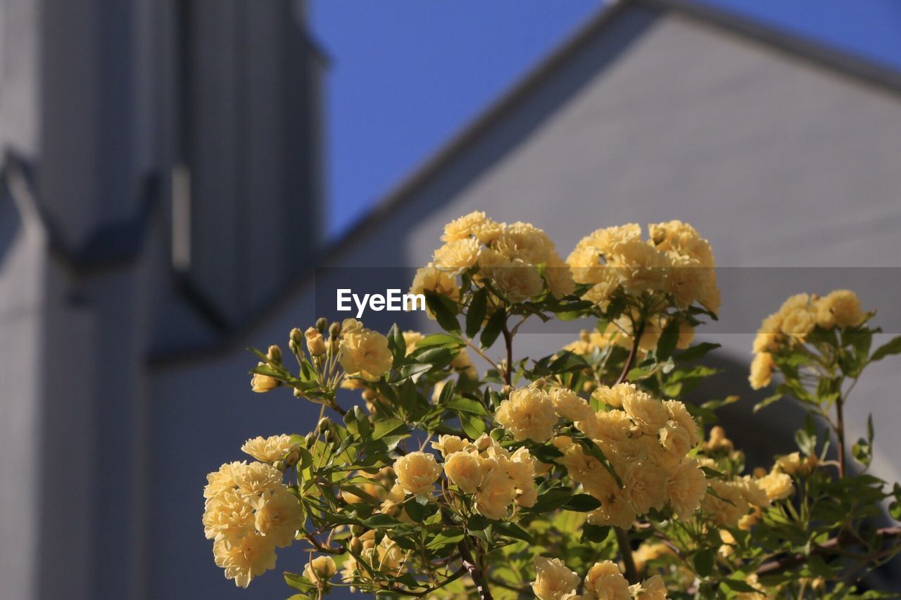 Low angle view of flowers against clear sky