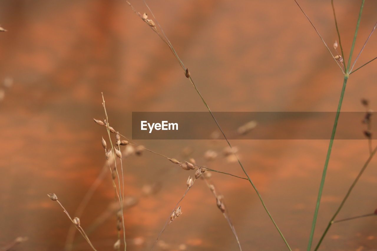 plant, focus on foreground, grass, nature, no people, close-up, leaf, branch, beauty in nature, sunlight, macro photography, outdoors, growth, moisture, wire, selective focus, land, day, tranquility, prairie, autumn, flower, fragility, dry, twig, field