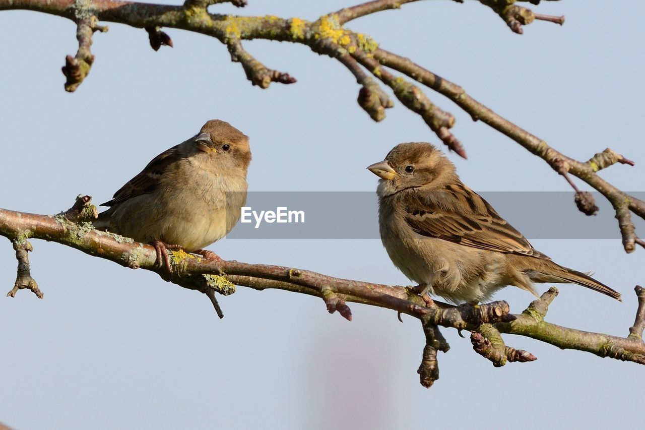 Close-up of sparrows perching on tree against sky