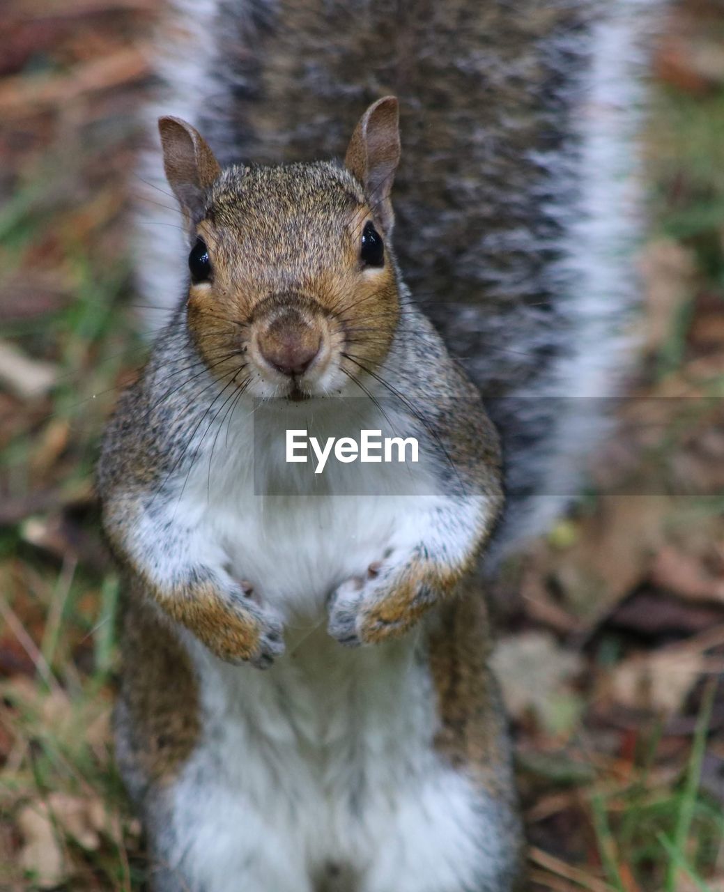 CLOSE-UP PORTRAIT OF SQUIRREL ON ROCK