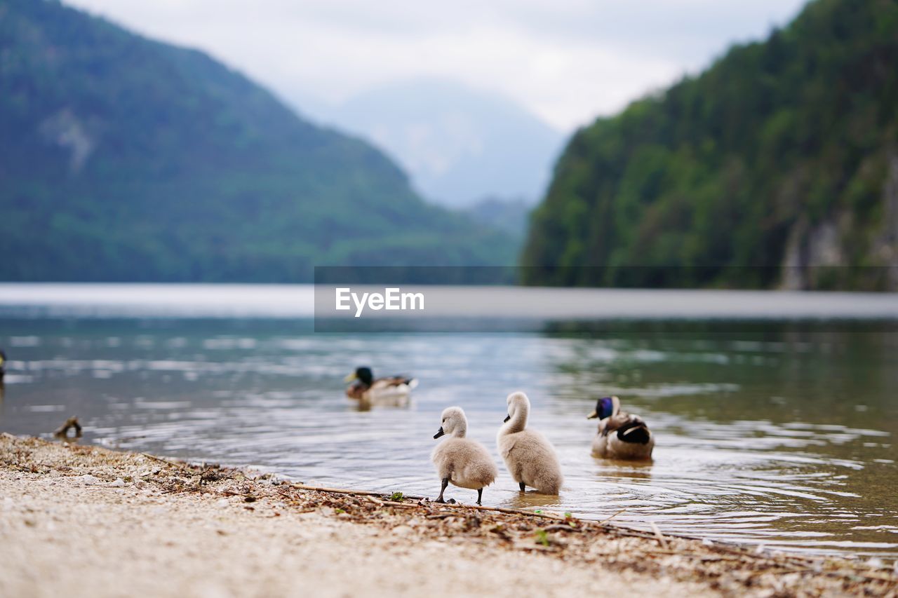 Ducks on lake shore