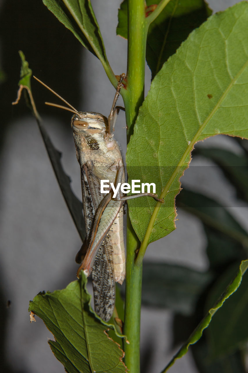 CLOSE-UP OF BUTTERFLY PERCHING ON PLANT