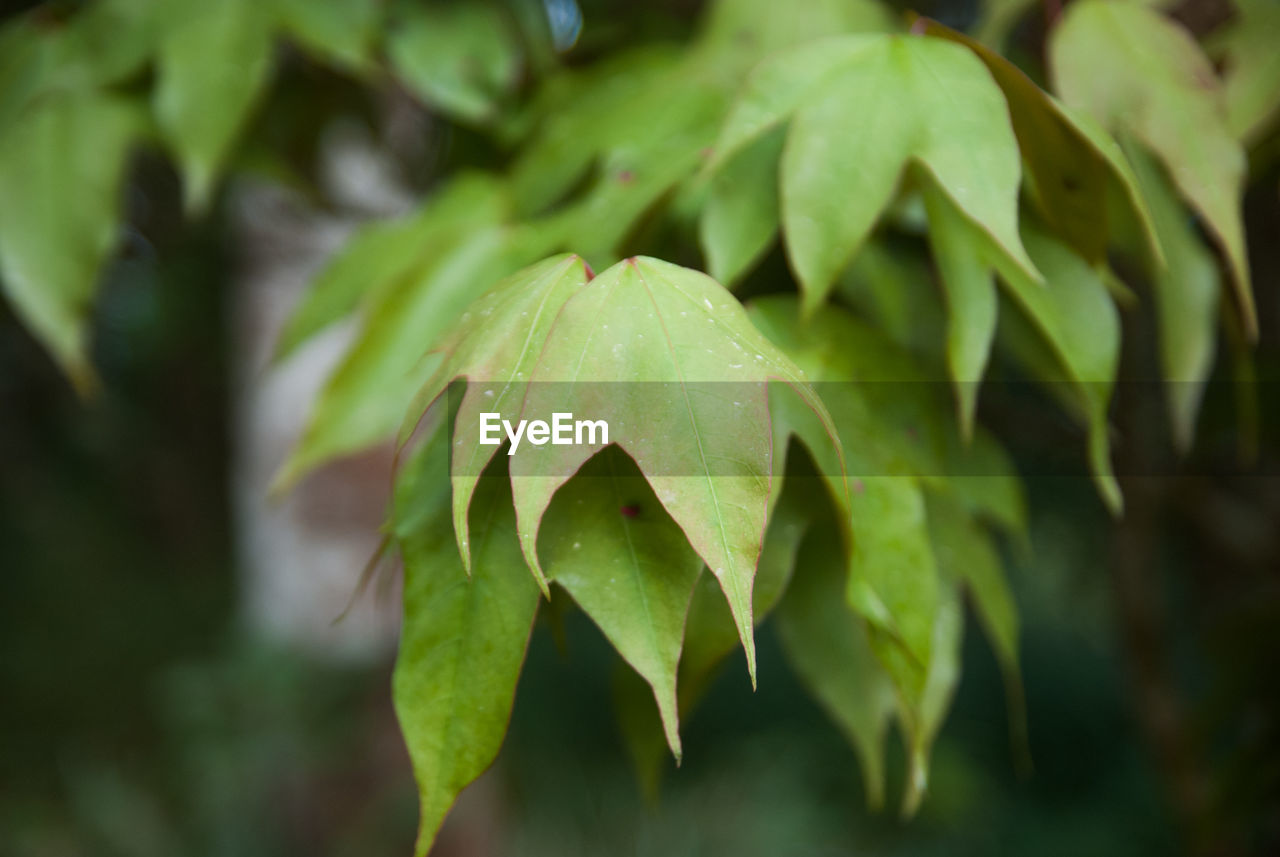 CLOSE-UP OF FRESH GREEN PLANT