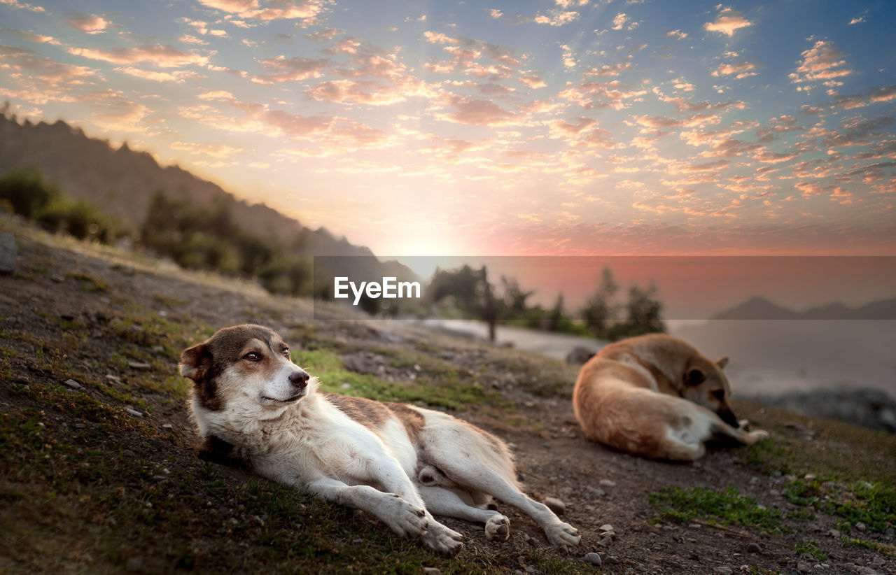 Two dogs on a slop on top of a mountain in countryside at sunrise, cute dog laid on the ground 