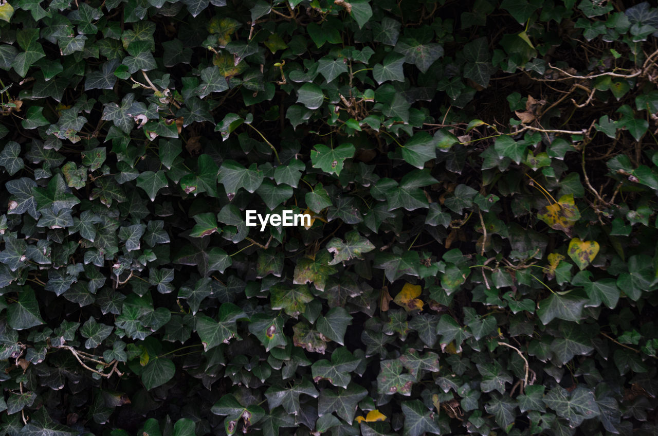 FULL FRAME SHOT OF CREEPER PLANTS ON FIELD