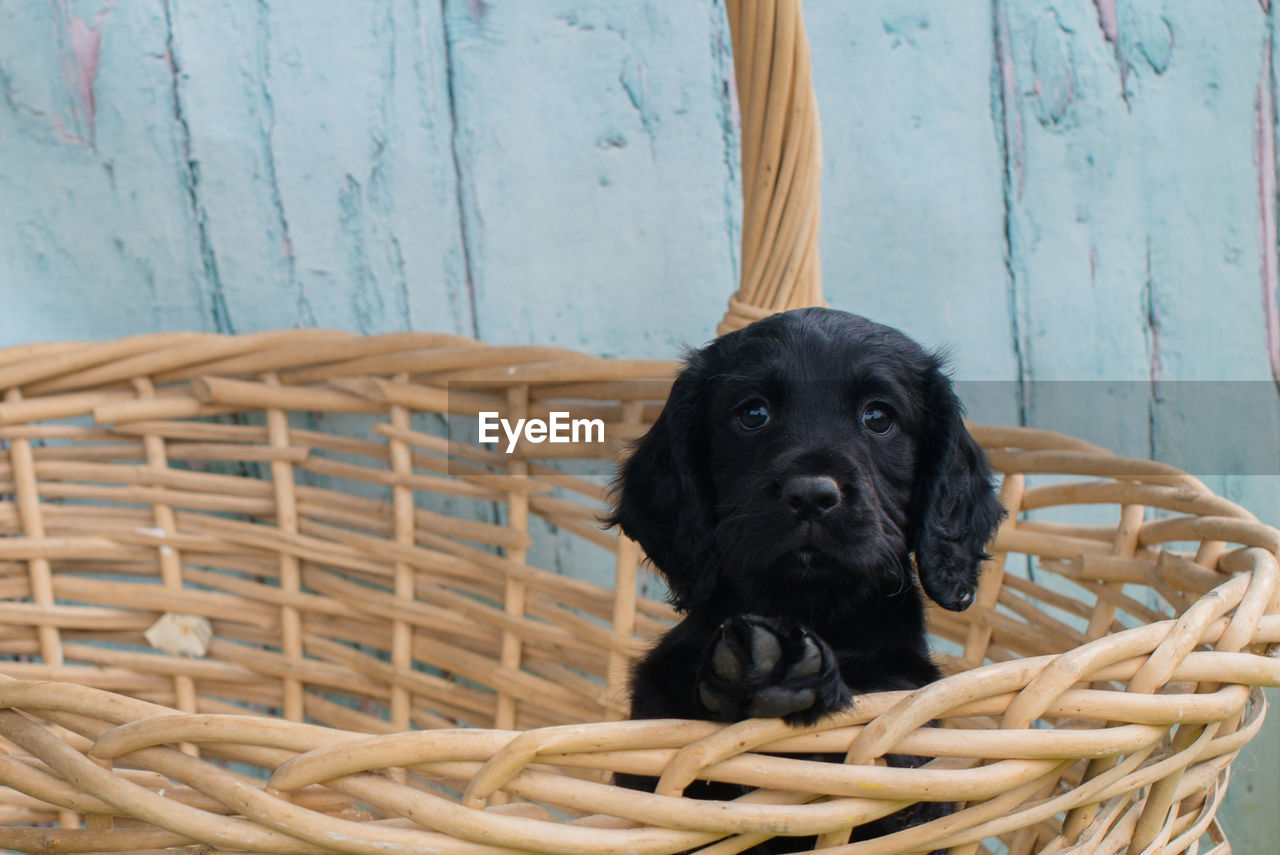 Portrait of dog in basket