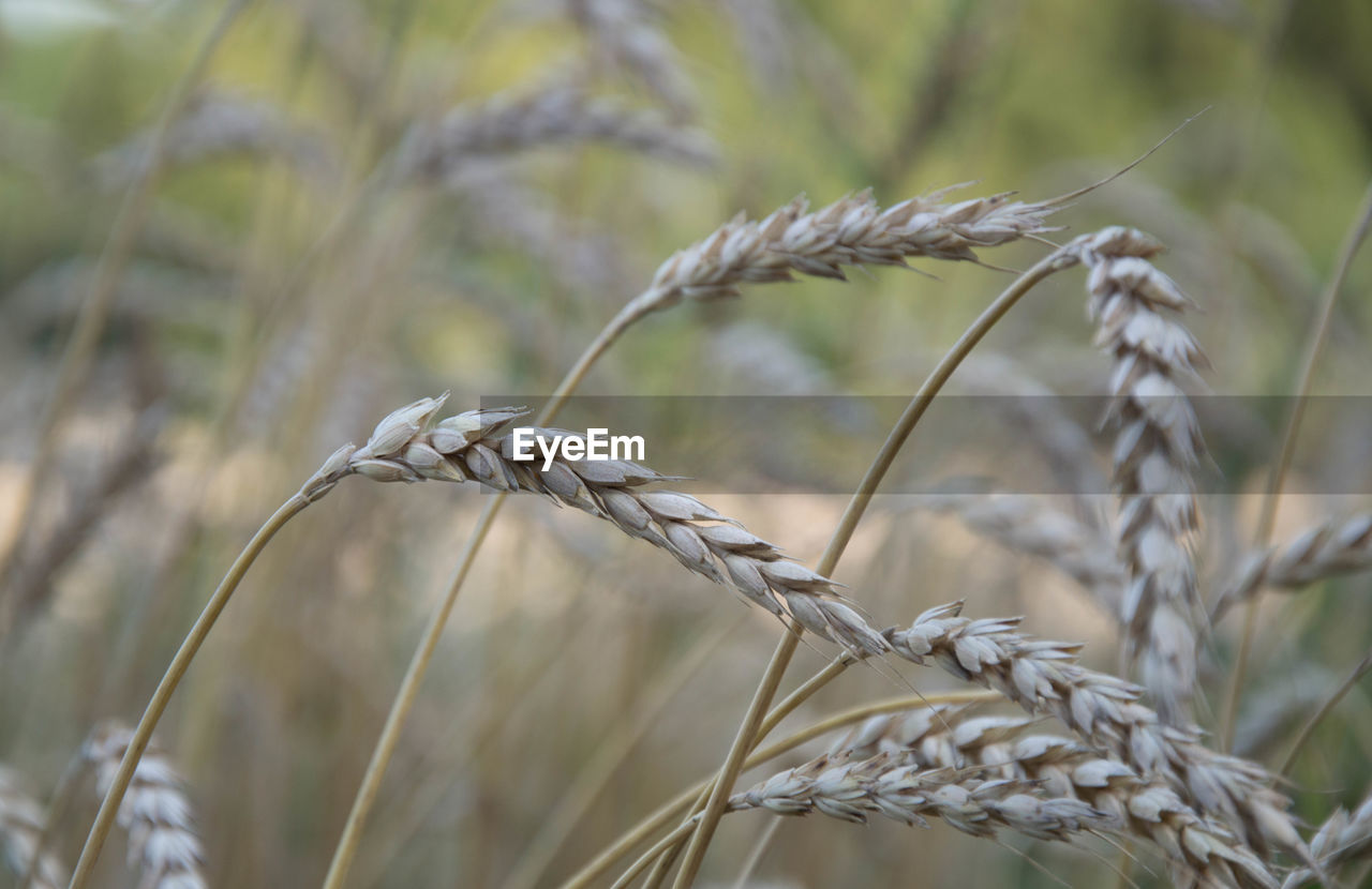 Close-up of wheat growing on field