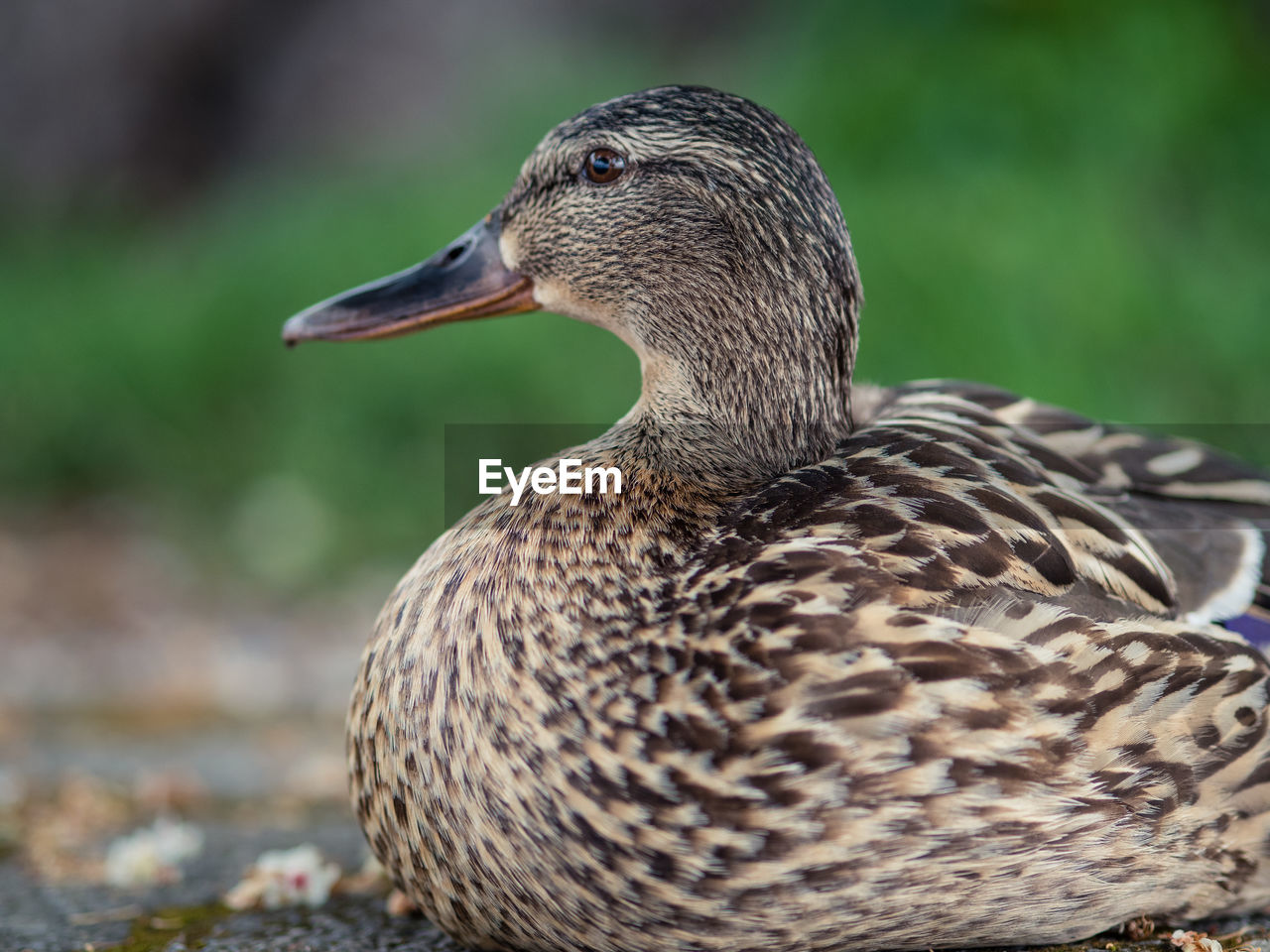 CLOSE-UP OF A DUCK