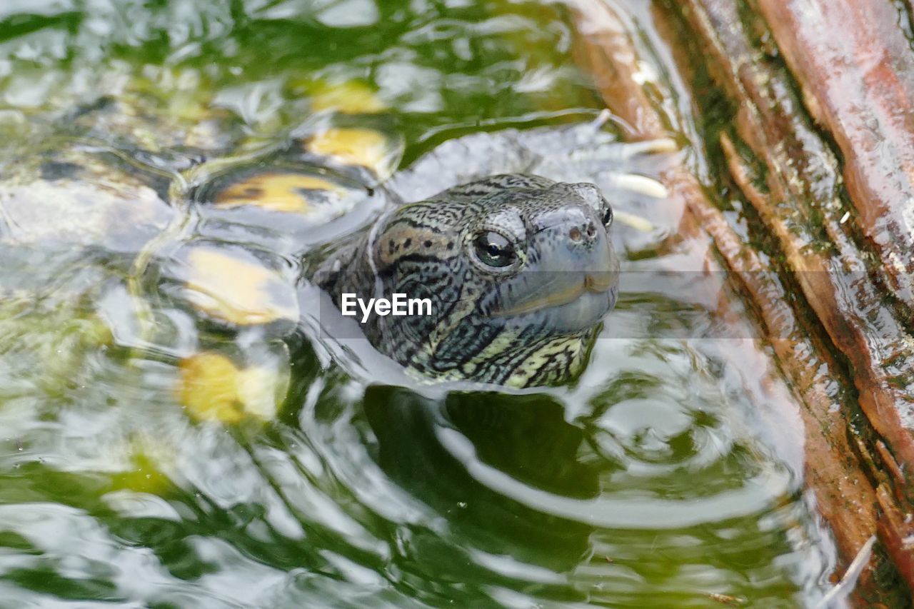 High angle view of turtle swimming in lake