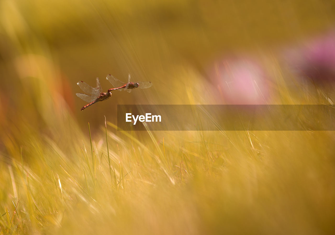 Close-up of dragonflies mating on grassy field