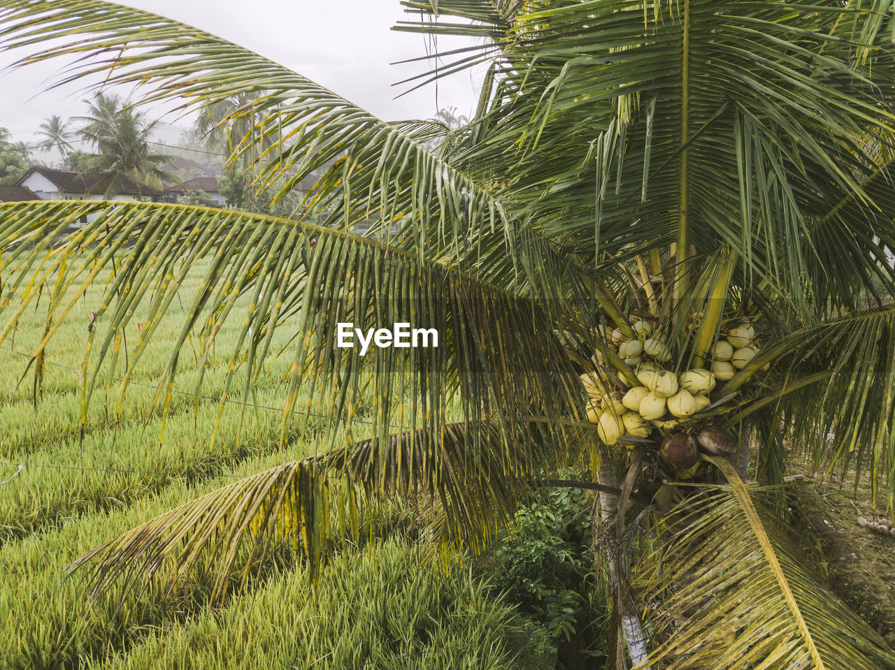 Aerial view of green palm