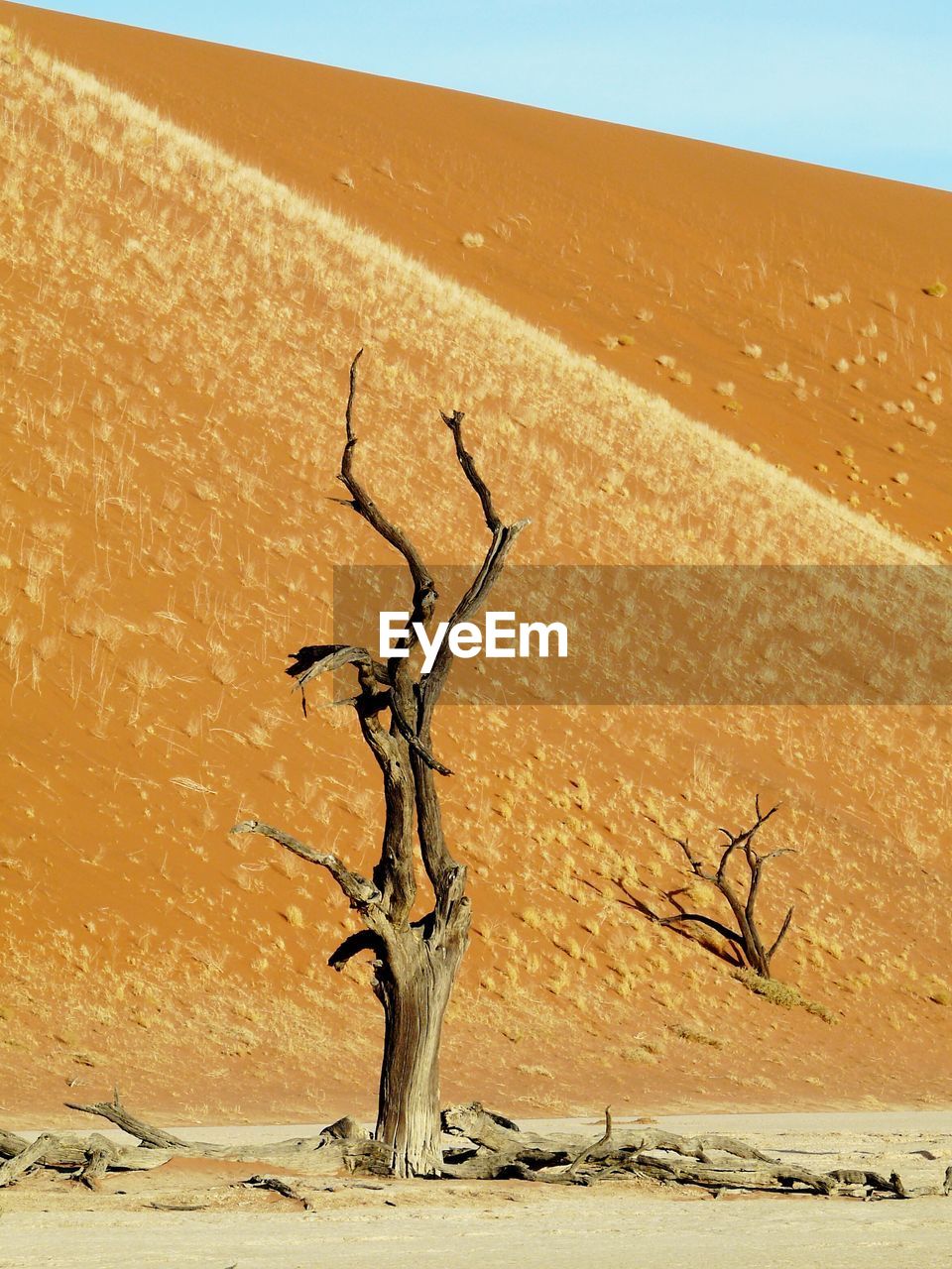 Bare tree on barren landscape