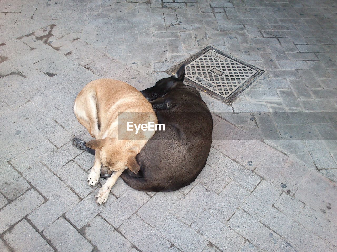 High angle view of dogs sleeping on walkway