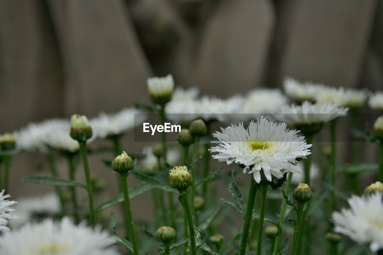 Close-up of fresh white flowers blooming outdoors