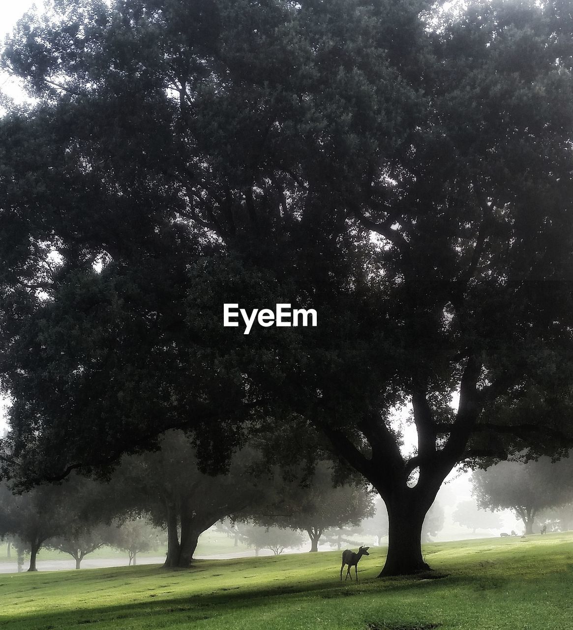 TREES IN PARK AT FIELD