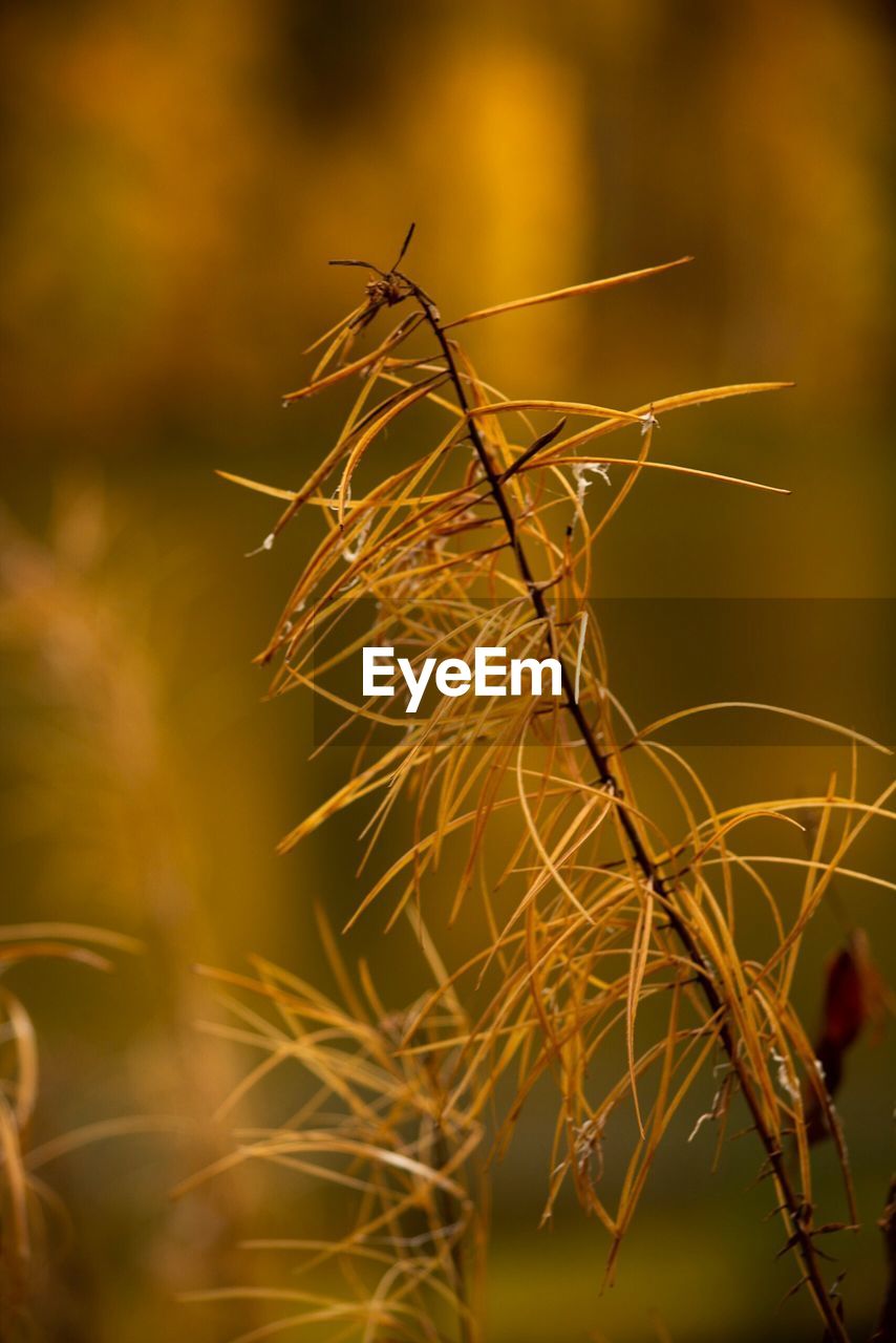 CLOSE-UP OF DRIED PLANT