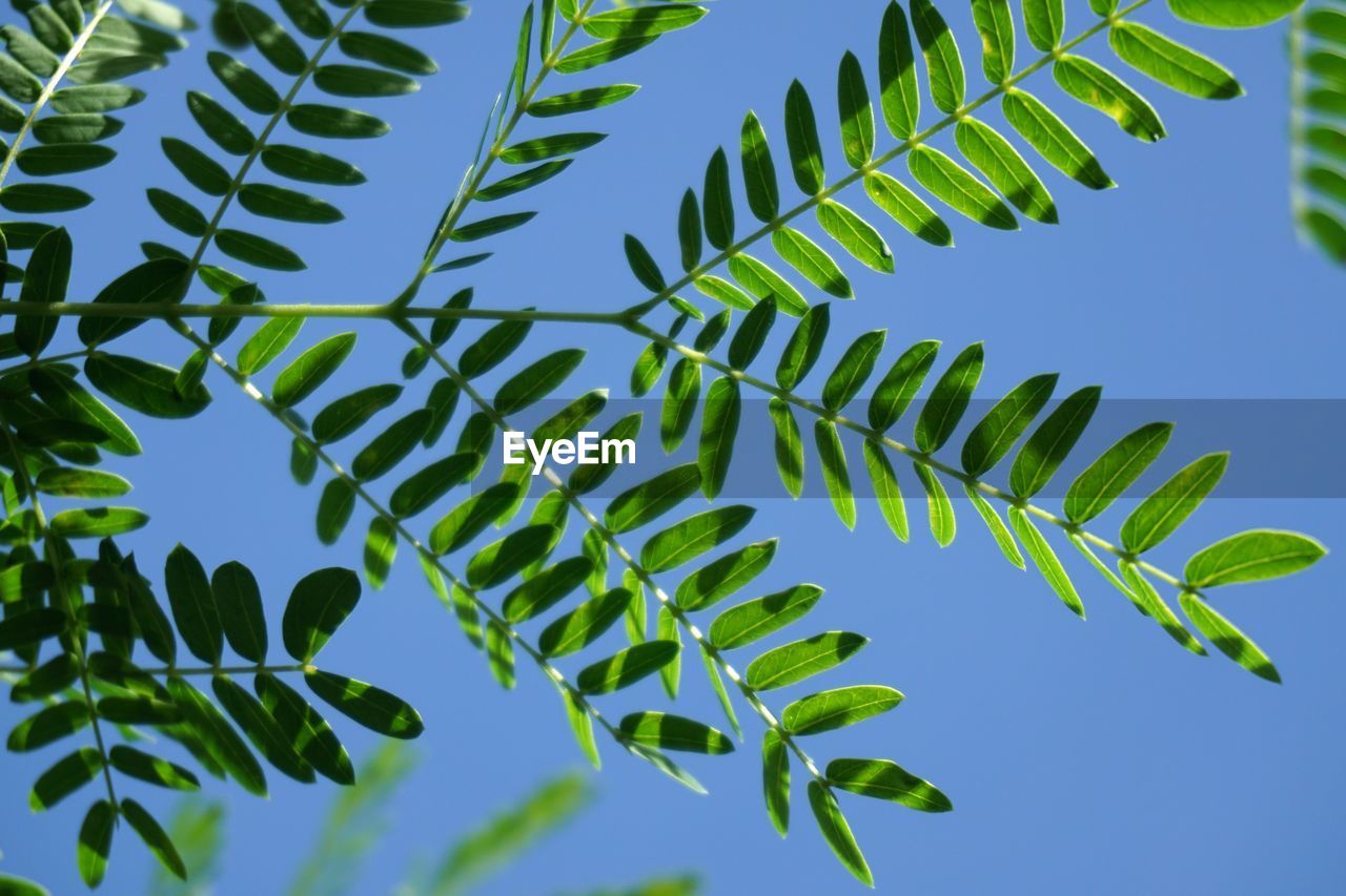 CLOSE-UP OF LEAVES AGAINST SKY