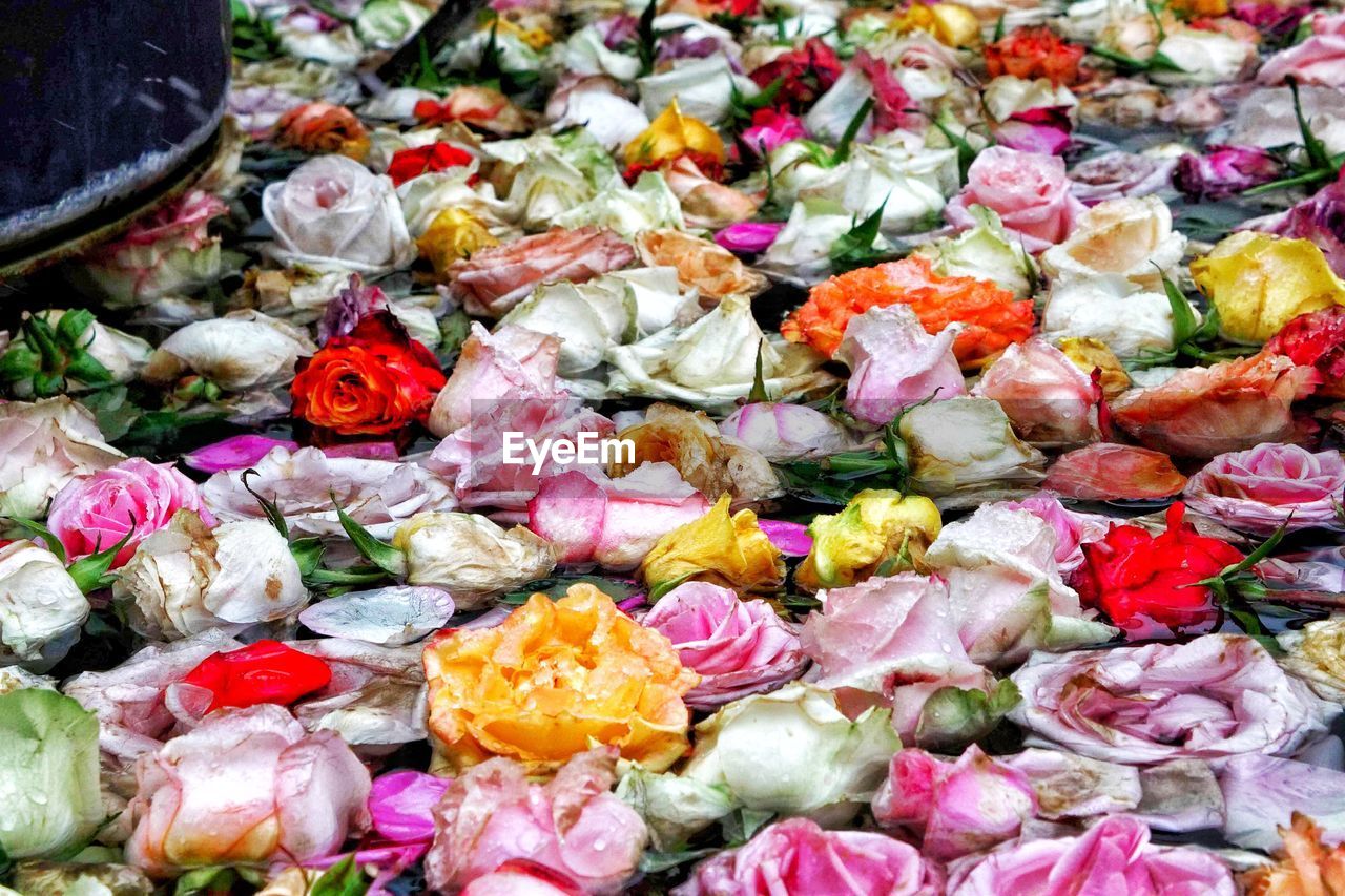 FULL FRAME SHOT OF MULTI COLORED FLOWERS