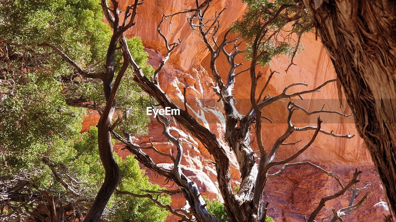 LOW ANGLE VIEW OF BARE TREES