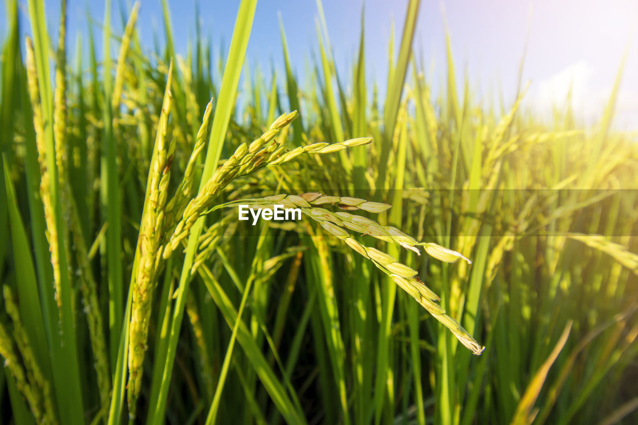 plant, agriculture, crop, field, growth, cereal plant, rural scene, landscape, nature, farm, green, land, grass, food, sky, beauty in nature, barley, food and drink, no people, wheat, close-up, environment, sunlight, outdoors, summer, day, focus on foreground, paddy field, cultivated, prairie, corn, selective focus, freshness, grassland, backgrounds, tranquility, harvesting, plant stem