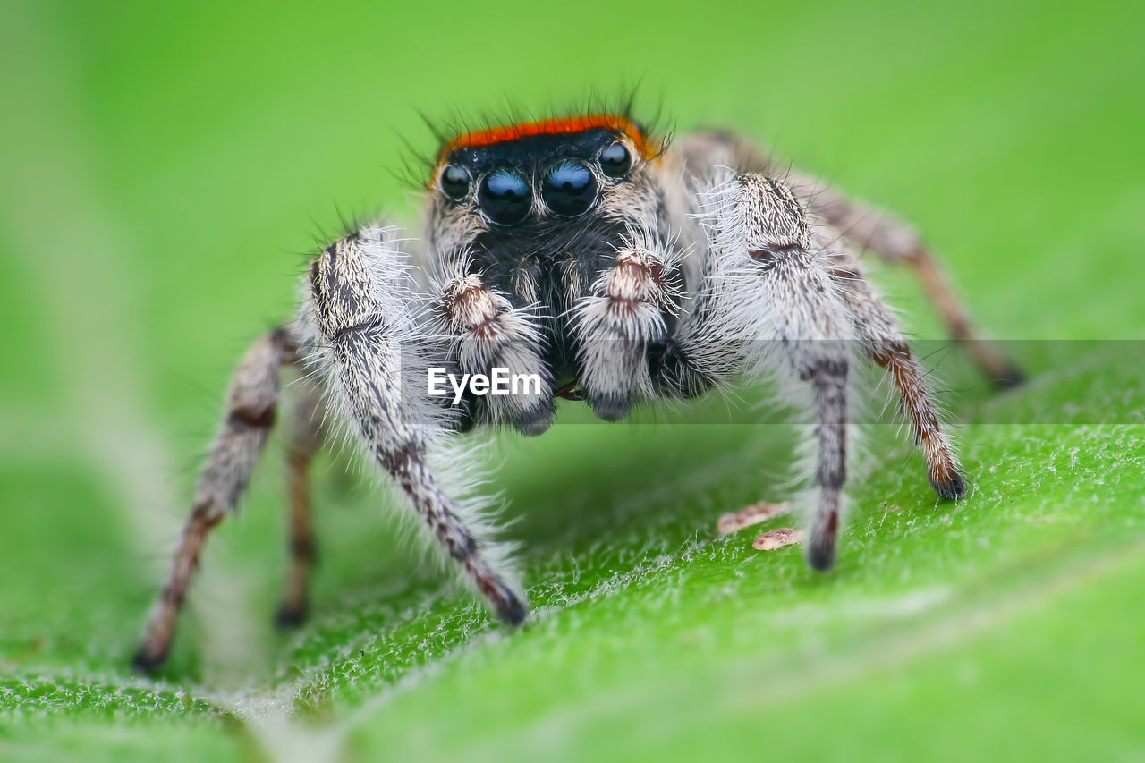 CLOSE-UP OF SPIDER ON GREEN LEAF