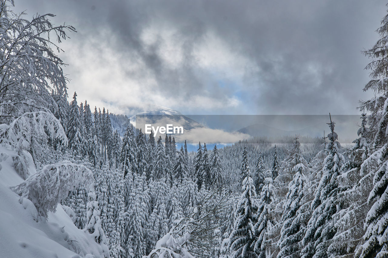 Pine trees on snow covered mountain against sky