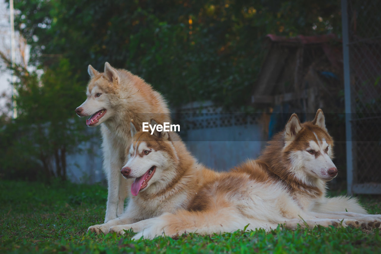 Dogs relaxing in backyard