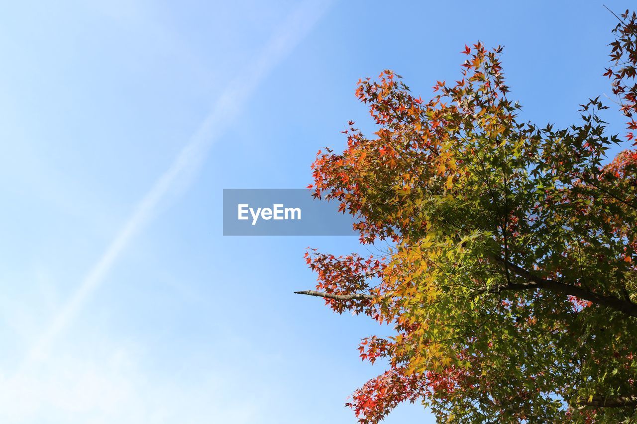 Low angle view of tree against sky