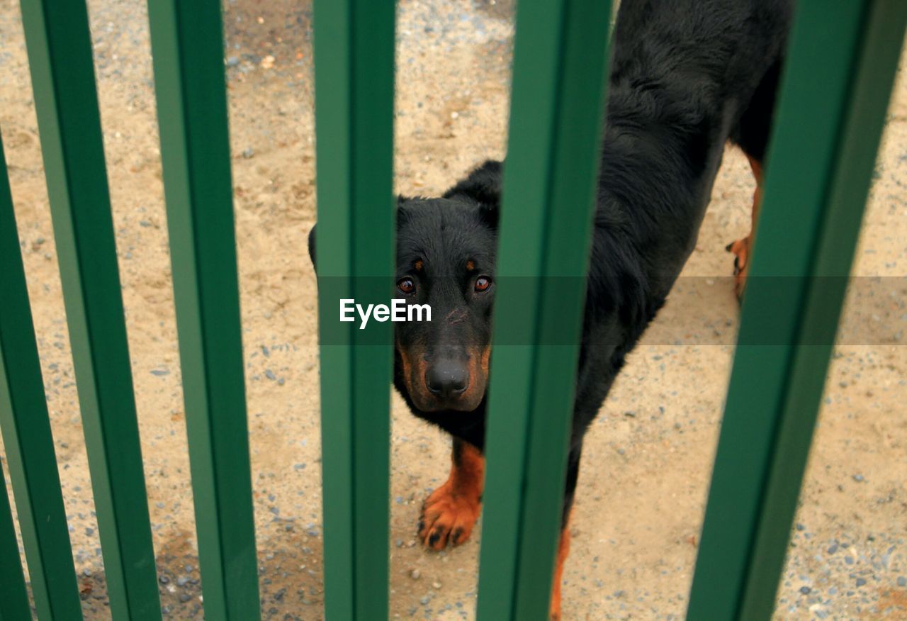 High angle portrait of black dog seen through railing