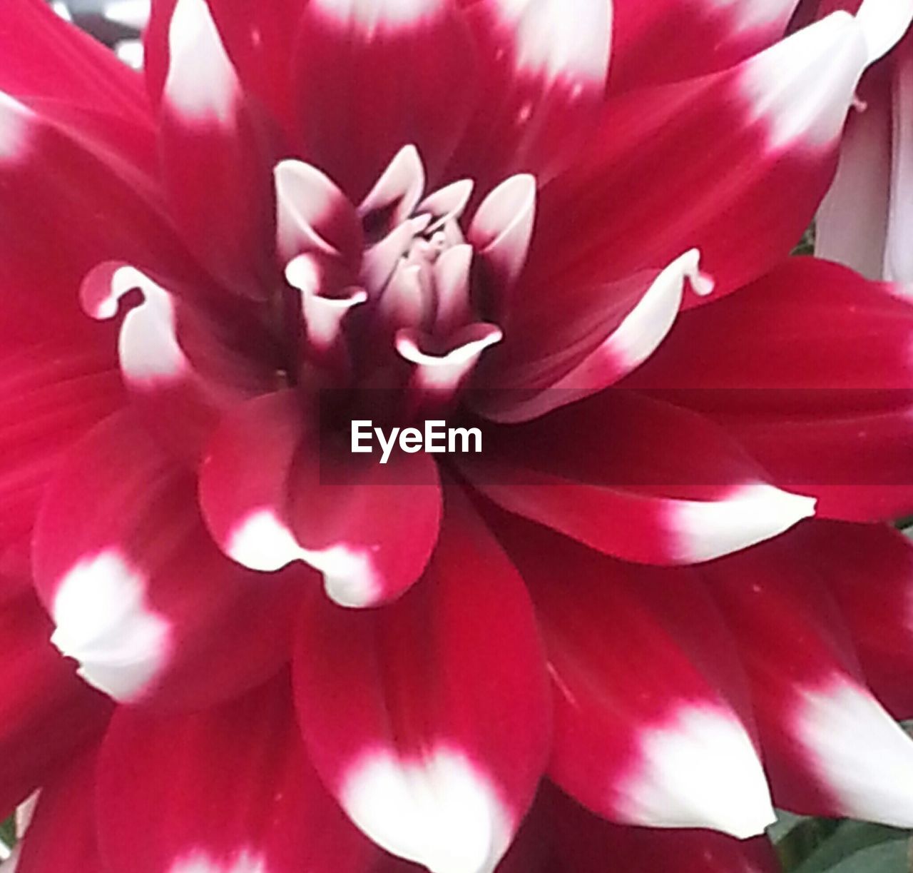 FULL FRAME SHOT OF PINK FLOWERS