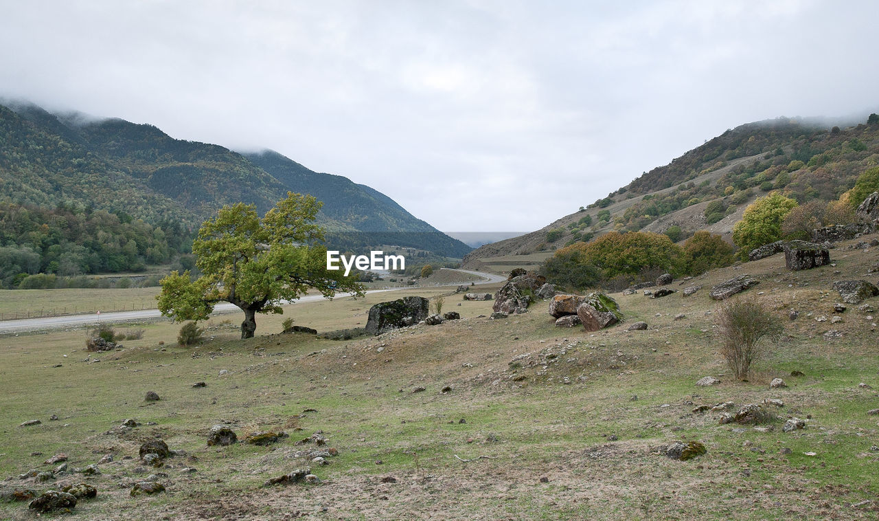 Trees on landscape against mountains