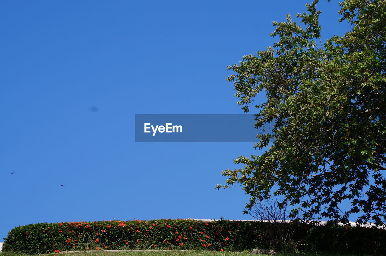 LOW ANGLE VIEW OF TREES AGAINST CLEAR BLUE SKY