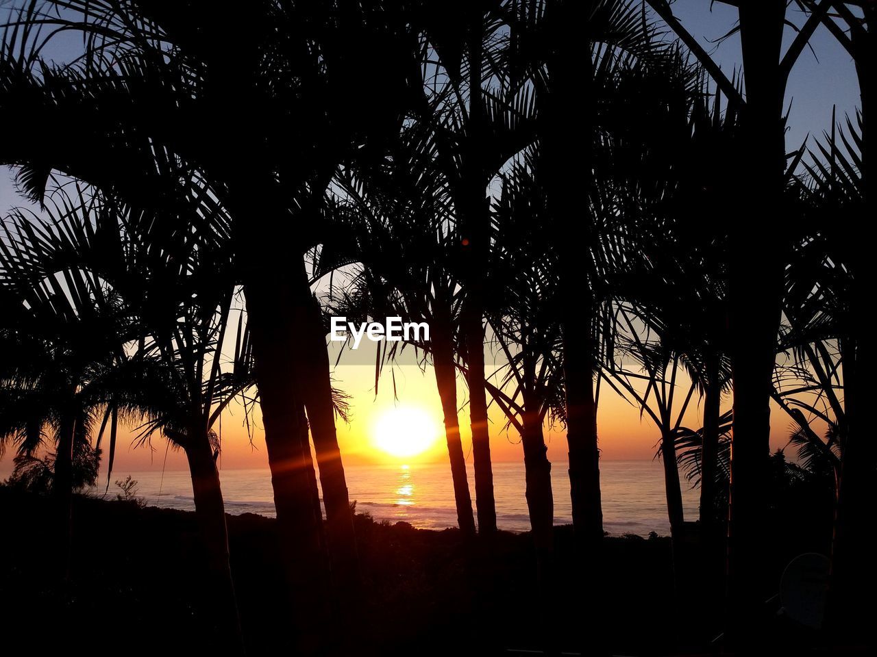 SILHOUETTE TREES BY PLANTS DURING SUNSET