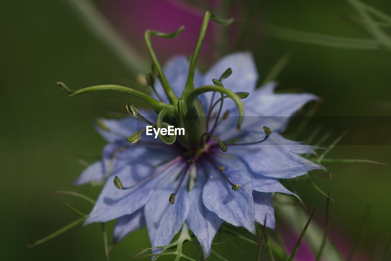 CLOSE-UP OF FLOWERING PLANT