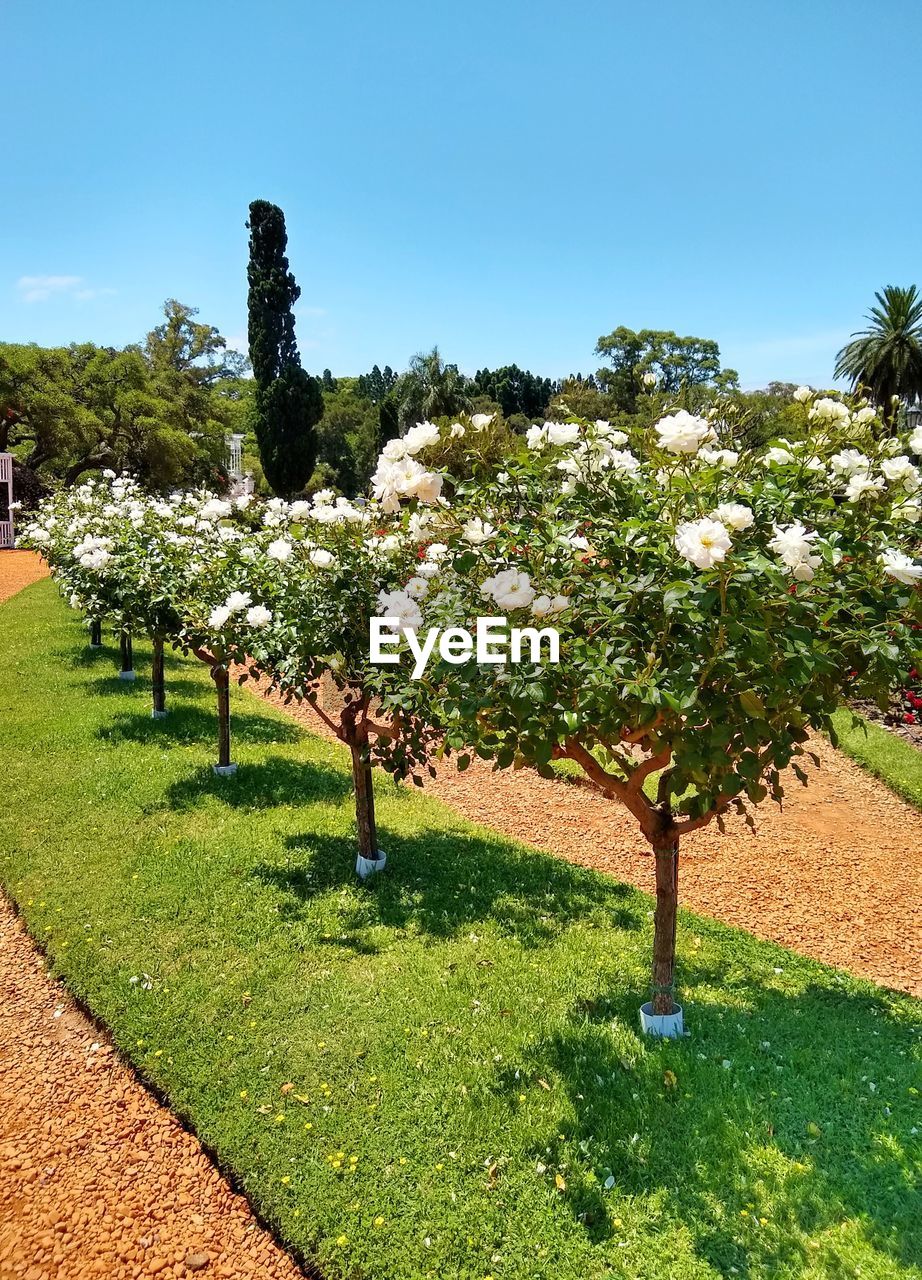 VIEW OF FLOWERING PLANTS ON FIELD